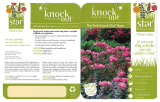 Knock Out Rose 71093 Manuale utente